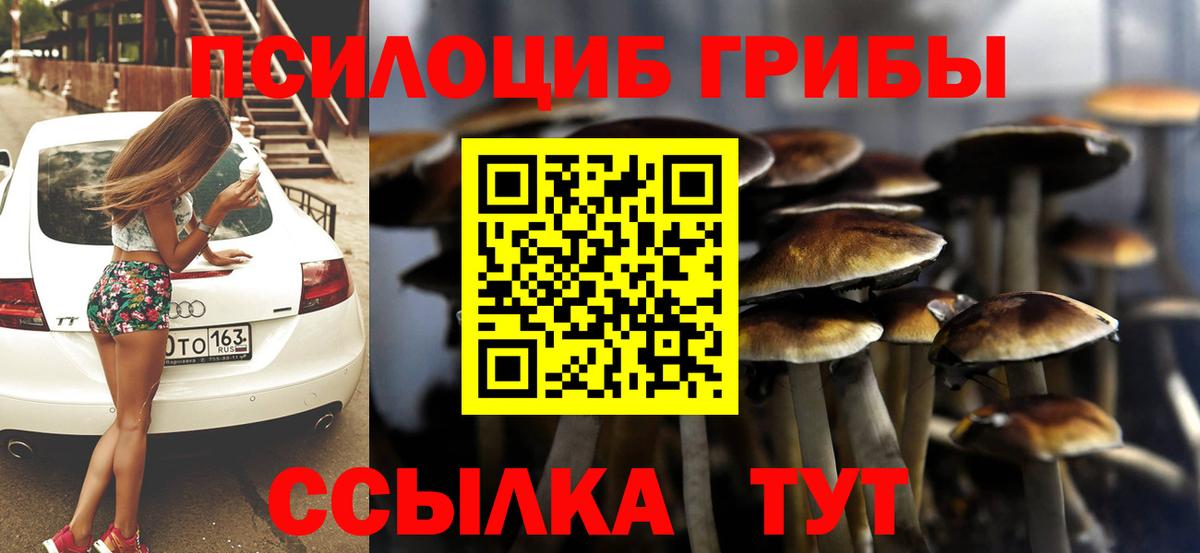 где купить наркоту  Вход с VPN  Новозыбков  Псилоцибиновые грибы Psilocybe 